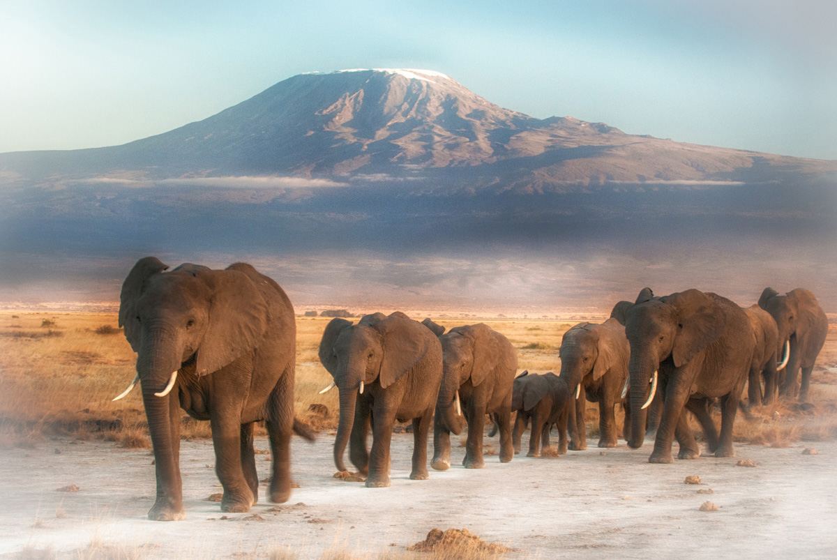Elephants grazing beneath Mount Kilimanjaro in Amboseli