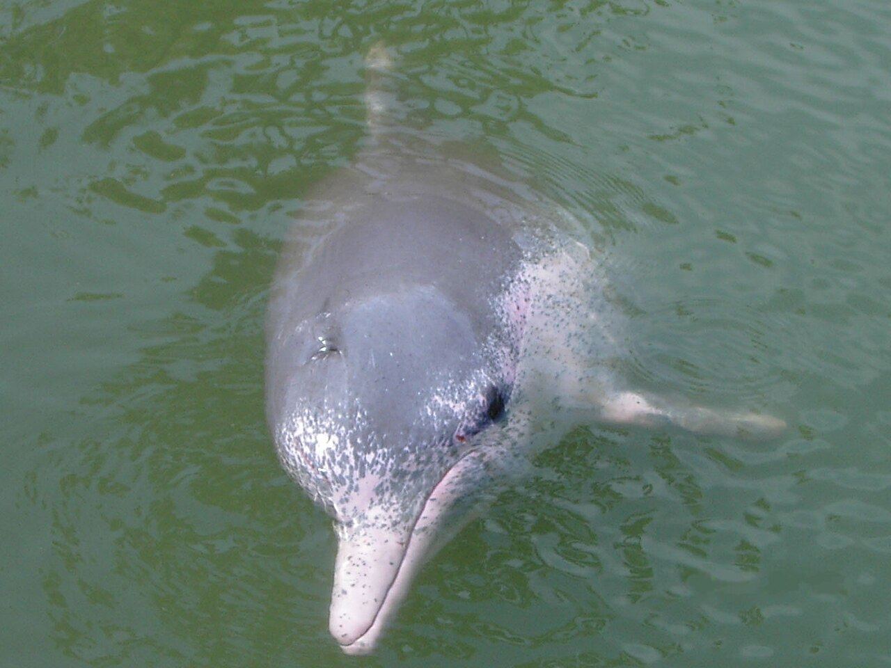 Wasini Dolphin & Snorkeling Tour