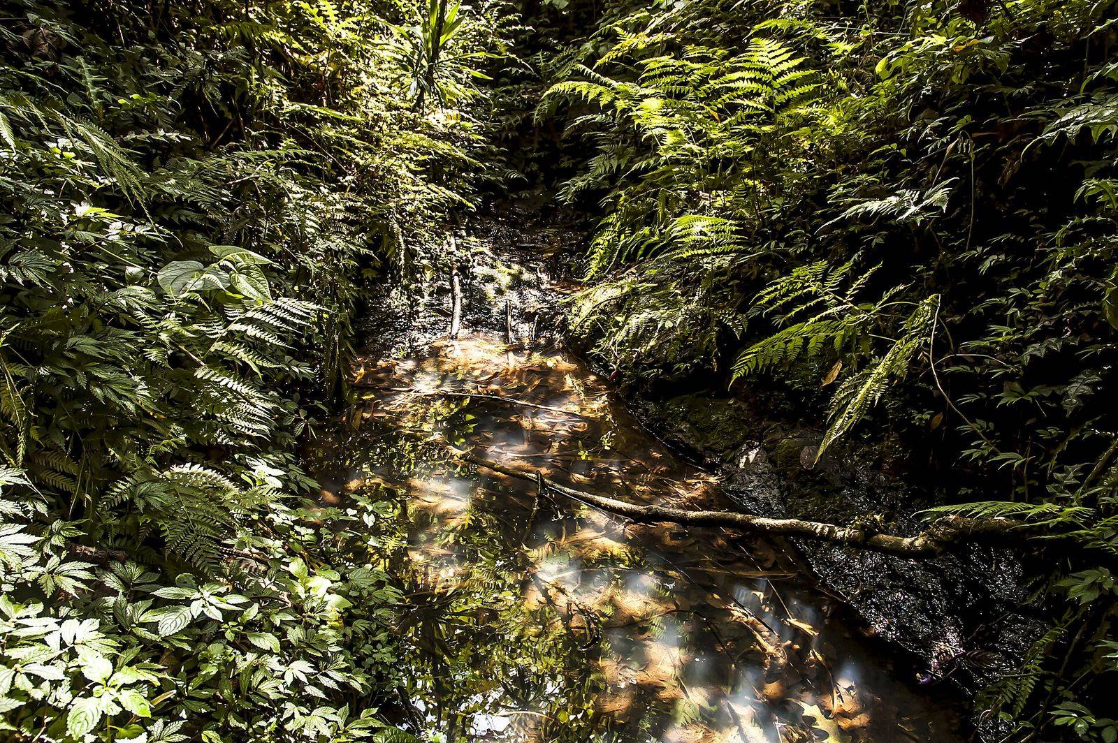 Inside the sacred Kaya forest