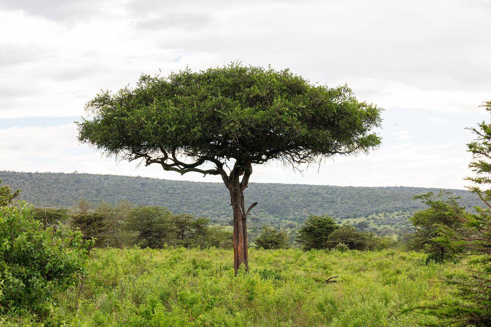 Big cats and the Migration — Maasai Mara