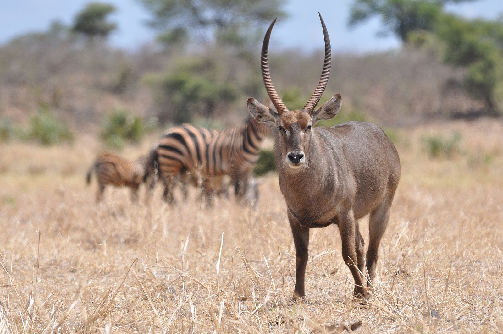 Quiet, wild, uncrowded — Meru