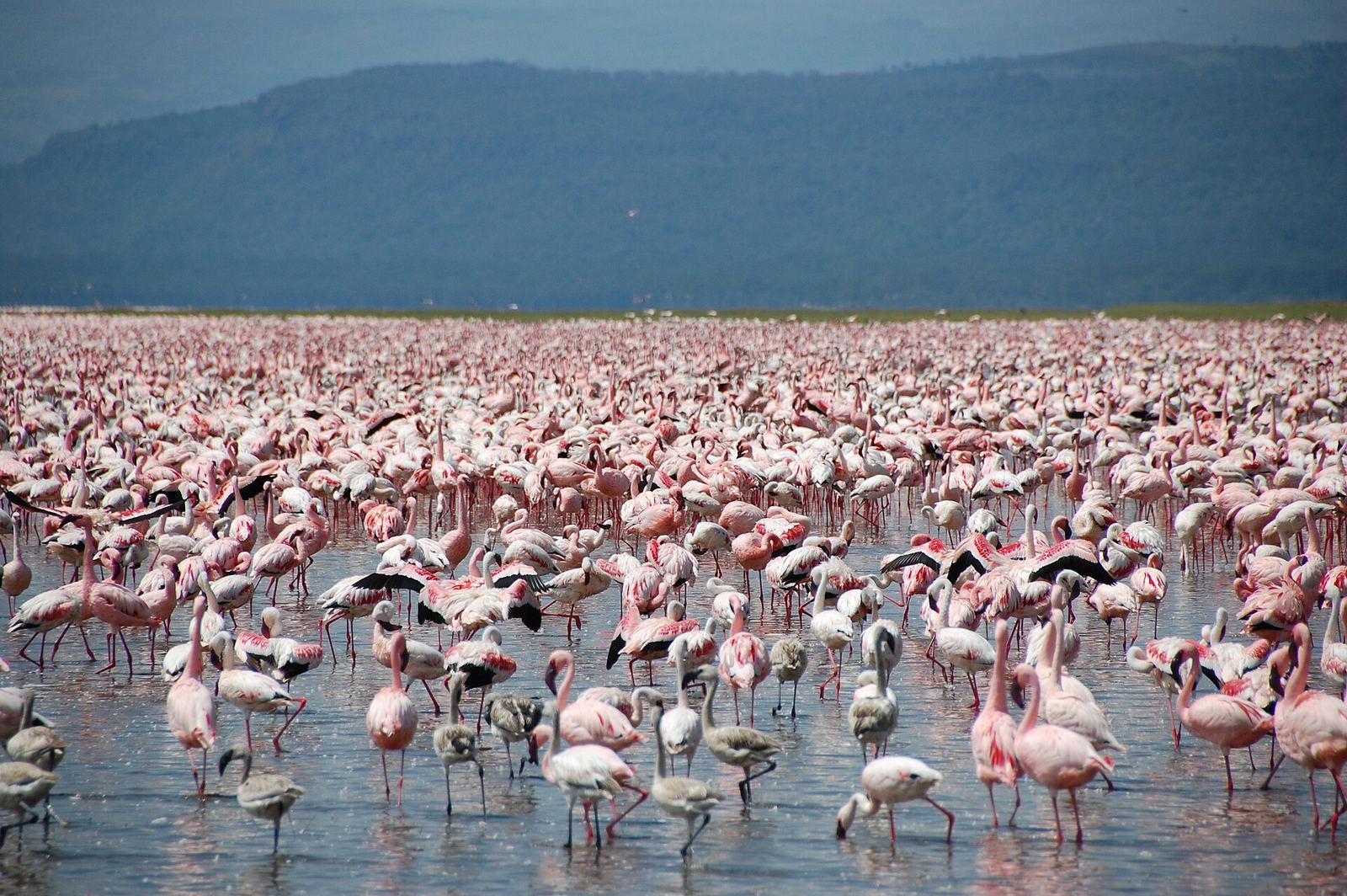 Flamingos and rhinos — Lake Nakuru