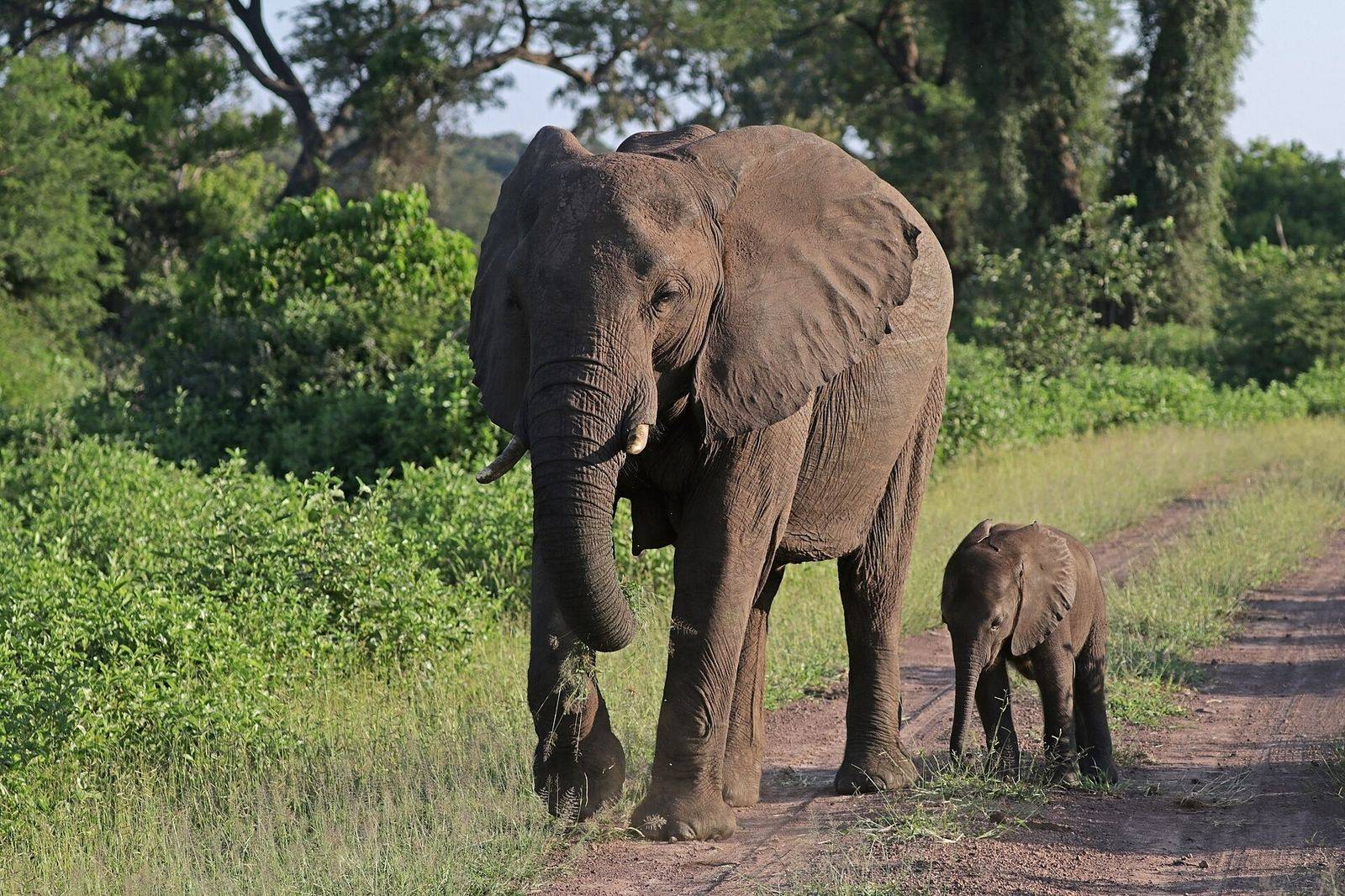 An elephant cow with her calf — a photographer's frame