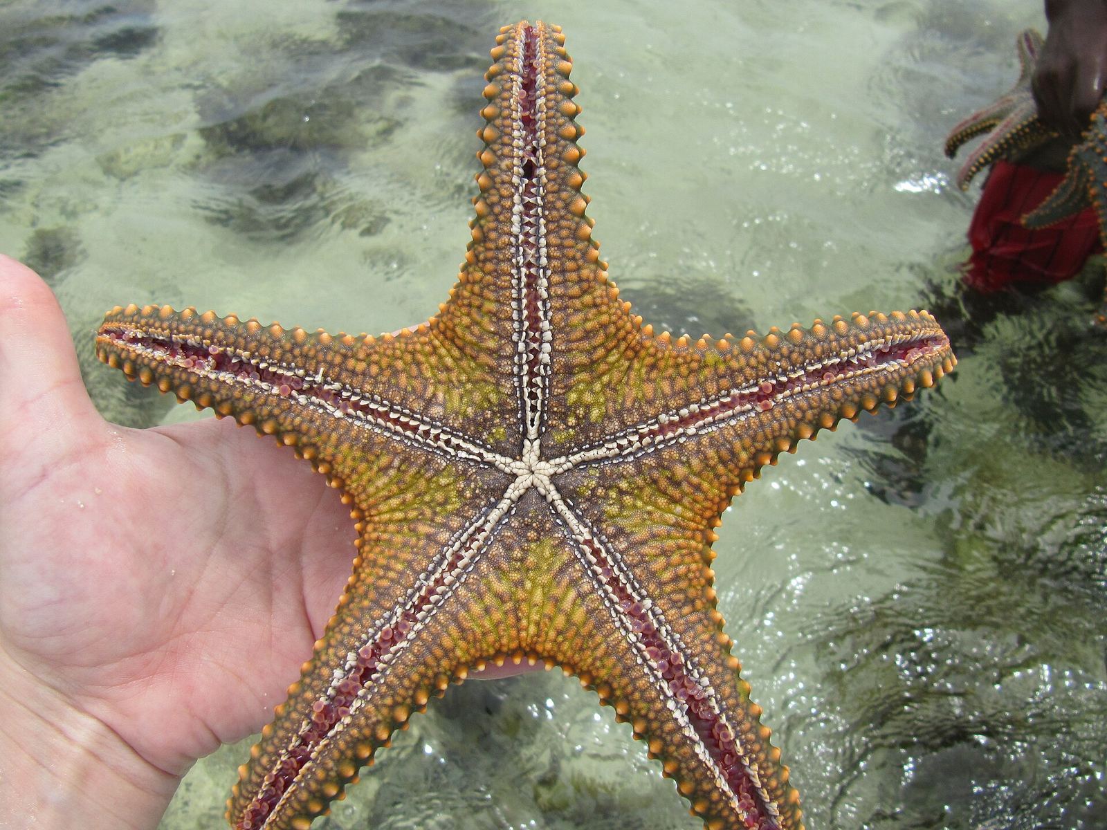Tiwi Starfish & Coastal Experience