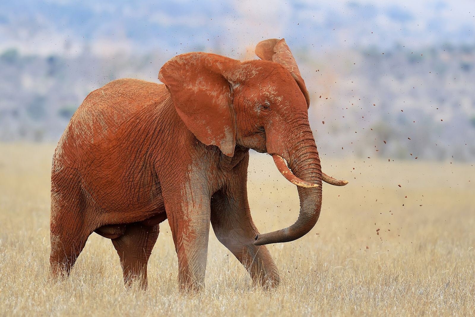 A red-dust elephant in Tsavo